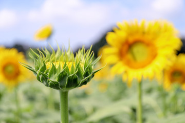 sunflower in the field