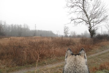 Wolf in the wild in autumn. Back view