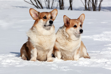 Two cute ginger dog Corgi sit on snow in winter park