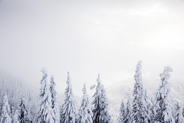 Majestic winter landscape with snowy fir trees.  Winter postcard.