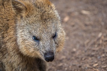 Naklejka premium Portrait of a Quokka