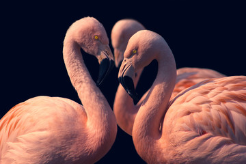 Closeup of three flamingos on black background, copy space for text