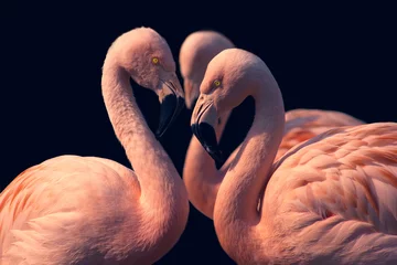 Gordijnen Closeup of three flamingos on black background, copy space for text © Aul Zitzke