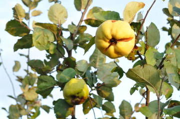lemons on tree