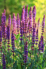 Background or Texture of Salvia nemorosa 'Caradonna' Balkan Clary in a Country Cottage Garden in a romantic rustic style.