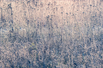Dry and frozen plants on the meadow at sunny winter morning time.