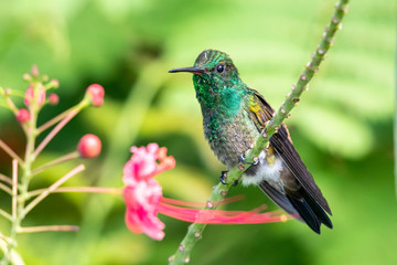 A juvenile Copper-rumped hummingbird perching in a Pride of Barbados tree guarding his territory