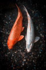 Japan Koi Carp,Colorful fancy fish