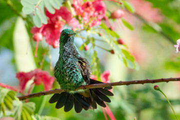 A Copper-rumped hummingbird sunning himself in the bright sun in the Pride of Barbados tree in a garden.