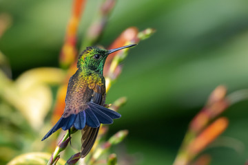 A Copper-rumped hummingbird perching on a Sanchezia bush sunning himself in a tropical garden.