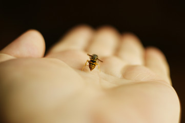 bee on hand. honey bee crawling on hand