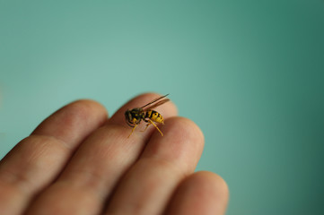 bee on hand. honey bee crawling on hand