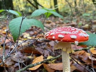 Amanite tue-mouche