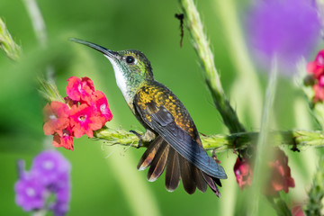 A White-chested Emerald hummingbird perches with her tailed flared on a pink Vervain plant in a...