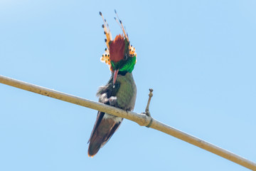 A Tufted Coquette stretching and scratching on a perch showing off his plumage.