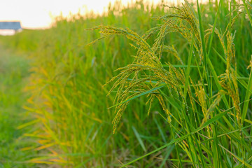 Green rice plant in farm