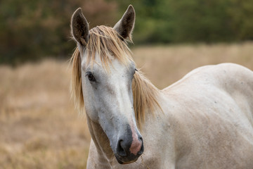 Obraz premium portrait and attitude of horses