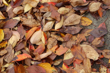autumn leaves on ground