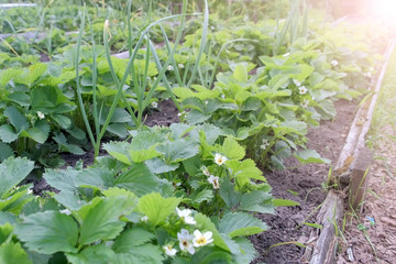Beds of growing onions and strawberries in farm, gardening and farming concept. Farm homestead with...