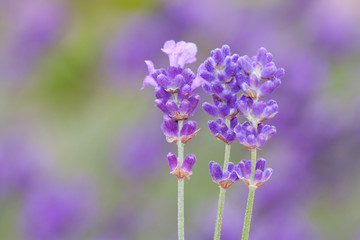 Beautiful lavender flowers.