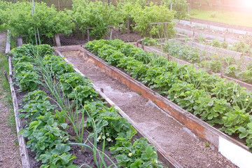 Farm homestead with garden beds landings onion, strawberry and berries bushes. Plants of vegetables...