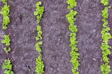 Plants of baby lettuce growing on farm in open ground, top view. Farming and gardening. Agrobusiness and farming concept. Agricultural business, agriculture industry. Production of organic products.