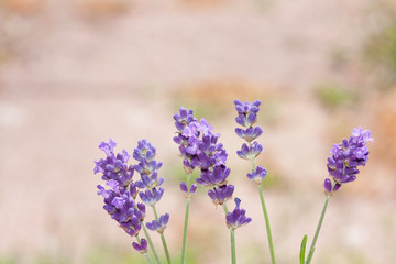 Fototapeta premium Beautiful lavender flowers.