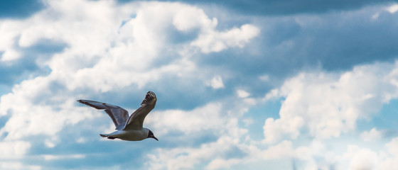 A seagull flies in the sky against the background of clouds on a cloudy day