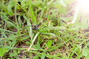 Big black beetle with long antennas sitting in grass on field, wildlife of insect. Wild nature with creature and bug in green grass. Touching a beetle with grass.