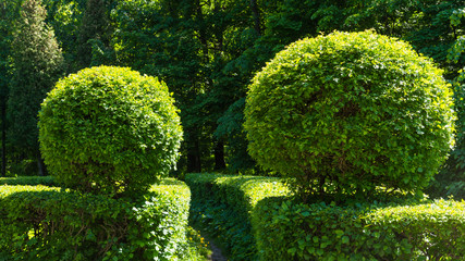 Elements of landscape park design - bushes trimmed in the form of a ball with green leaves at the alleys