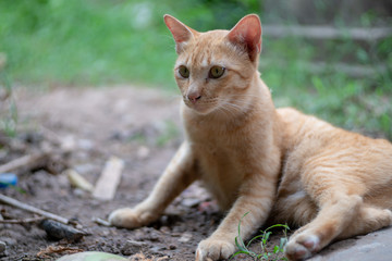 Obraz premium Portrait of ginger cat, close up Thai cat beautiful eyes 
