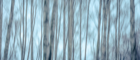 Beautiful blurred natural background - trunks of trees in fog with motion blur, blue toning