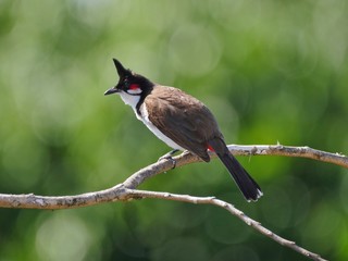 Red whiskered Bulbul bird perched in natural environment isolated on green