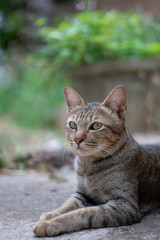 Naklejka na ściany i meble Portrait of striped cat, close up Thai cat, close relax cat 