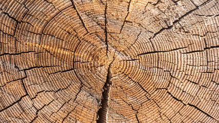Fototapeta premium Wooden background - old yellow-brown sawn large tree with annual rings and cracks