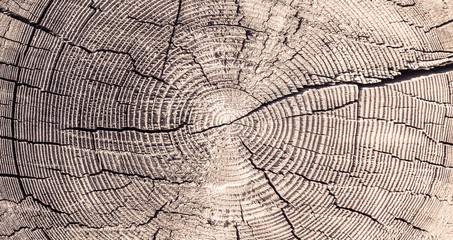 Wooden background - old gray saw cut large tree with annual rings and cracks