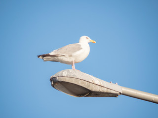 鳥