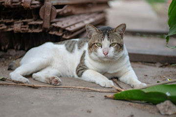 Obraz premium Portrait of white cat and spot, close up Thai cat, close up cute cat