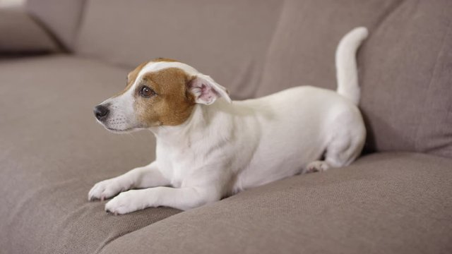 Tracking of adorable Jack Russell Terrier dog lying on couch and looking at someone off camera, then wagging tail and running