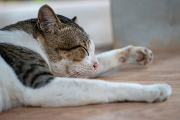 Portrait of white cat and spot, close up Thai cat, close up  cute cat