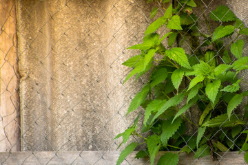 ivy on the wall