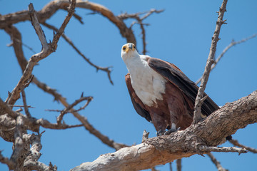 African fish eagle, Chobe Riverfront, Botswana, Africa