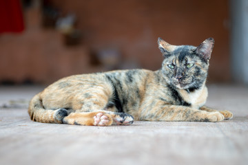 Portrait of orange and black cat, close up Thai cat lay on the floor