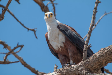 African fish eagle, Chobe Riverfront, Botswana, Africa