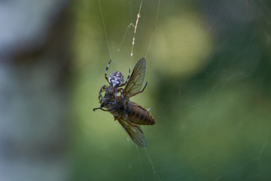 the spider and the gadfly