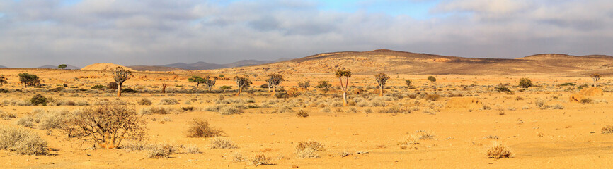 Panorama of a namibian landscape in the morning light with quiver trees and mountains, Namib Naukluft Park, Africa