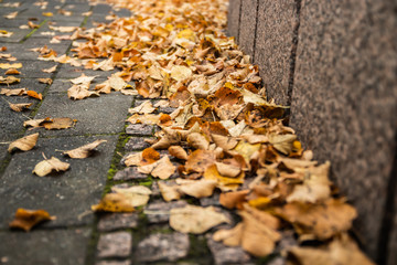Yellow leaves on pavement - autumn landscape with selective focus and blur