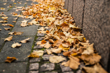 Yellow leaves on pavement - autumn landscape with selective focus and blur
