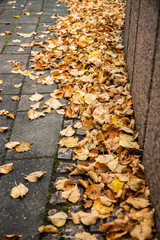 Yellow leaves on pavement - autumn landscape with selective focus and blur