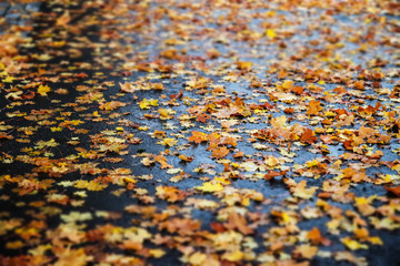 Maple leaves on wet asphalt - autumn background with selective focus and blur